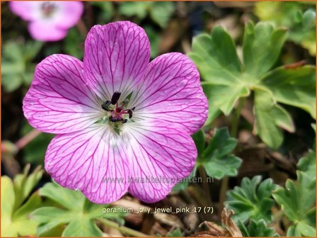 Geranium &#039;Jolly Jewel Pink&#039; | Ooievaarsbek, Tuingeranium | Storchschnabel