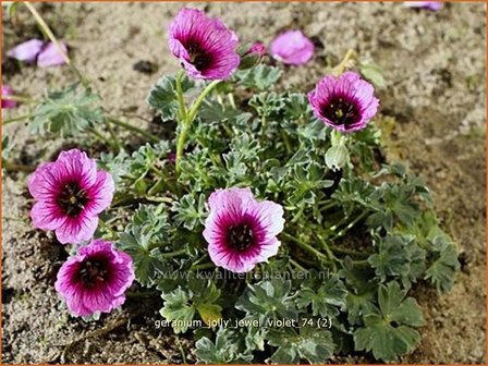 Geranium &#039;Jolly Jewel Violet&#039; | Ooievaarsbek, Tuingeranium | Storchschnabel