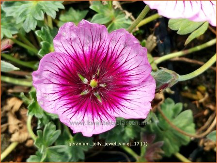 Geranium &#039;Jolly Jewel Violet&#039; | Ooievaarsbek, Tuingeranium | Storchschnabel