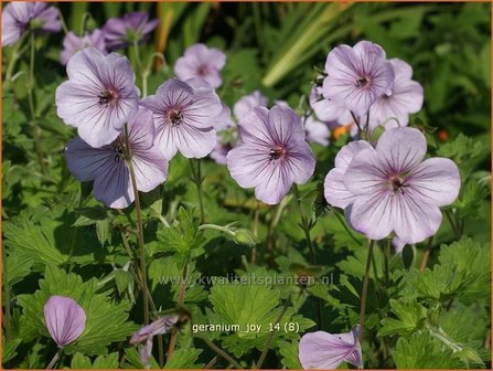 Geranium &#039;Joy&#039; | Ooievaarsbek, Tuingeranium | Storchschnabel