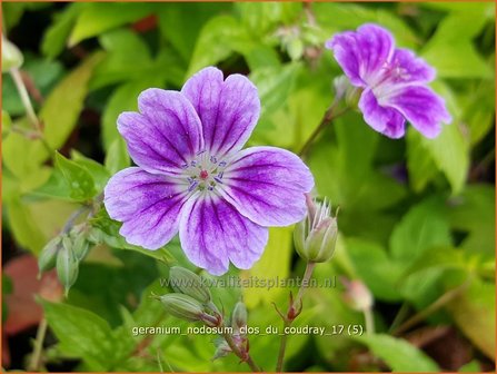 Geranium nodosum &#039;Clos du Coudray&#039; | Knopige ooievaarsbek, Ooievaarsbek, Tuingeranium | Bergwald-Storchschnabel