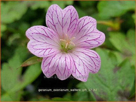 Geranium oxonianum &#039;Walter&#039;s Gift&#039; | Ooievaarsbek, Tuingeranium | Oxford-Storchschnabel