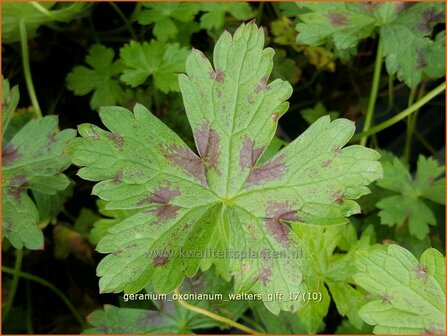 Geranium oxonianum &#039;Walter&#039;s Gift&#039; | Ooievaarsbek, Tuingeranium | Oxford-Storchschnabel