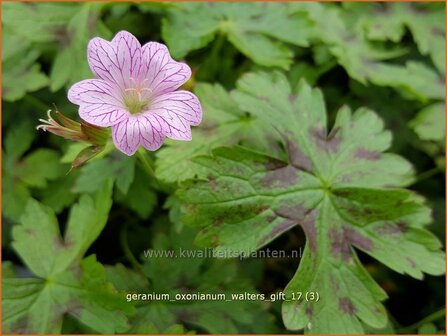 Geranium oxonianum &#039;Walter&#039;s Gift&#039; | Ooievaarsbek, Tuingeranium | Oxford-Storchschnabel