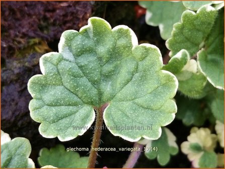 Glechoma hederacea &#039;Variegata&#039; | Hondsdraf, Kruip-door-de-tuin | Gew&ouml;hnlicher Gundermann