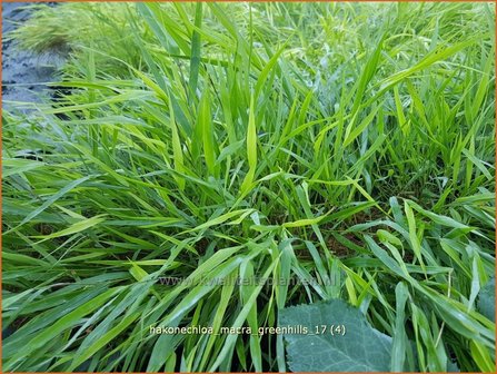 Hakonechloa macra &#039;Greenhills&#039; | Japans bosgras, Japans siergras | Berggras