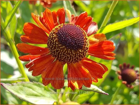 Helenium &#039;Monique&#039; | Zonnekruid | Sonnenbraut