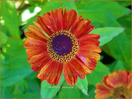 Helenium &#039;Monique&#039; | Zonnekruid | Sonnenbraut