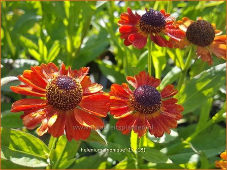 Helenium &#039;Monique&#039; | Zonnekruid | Sonnenbraut