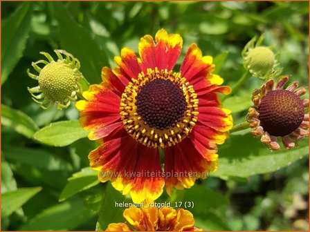 Helenium &#039;Rotgold&#039; | Zonnekruid | Sonnenbraut