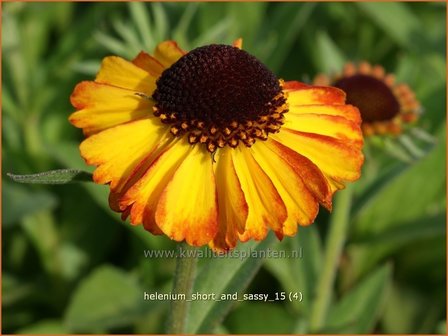 Helenium &#039;Short and Sassy&#039; | Zonnekruid | Sonnenbraut