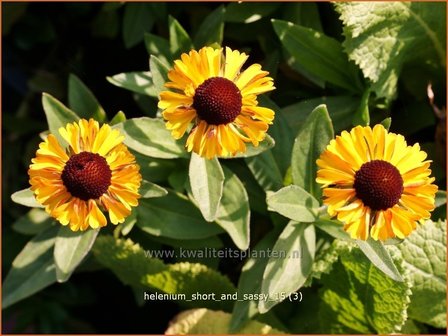 Helenium &#039;Short and Sassy&#039; | Zonnekruid | Sonnenbraut