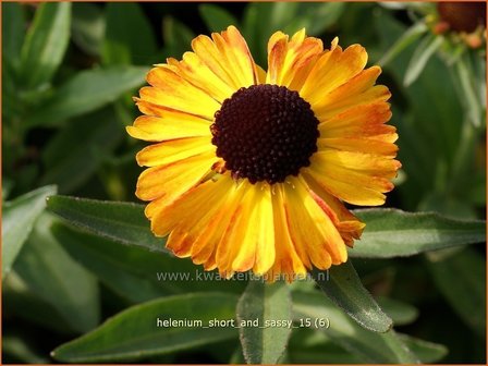 Helenium &#039;Short and Sassy&#039; | Zonnekruid | Sonnenbraut