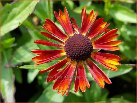 Helenium &#039;Siesta&#039; | Zonnekruid | Sonnenbraut