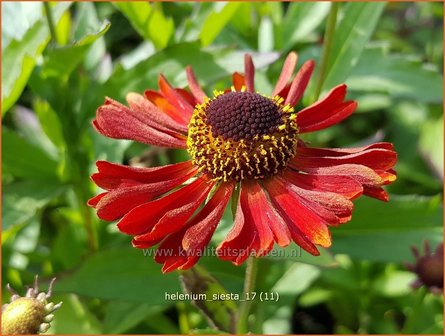 Helenium &#039;Siesta&#039; | Zonnekruid | Sonnenbraut