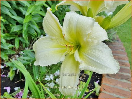 Hemerocallis &#039;Light The Way&#039; | Daglelie | Taglilie