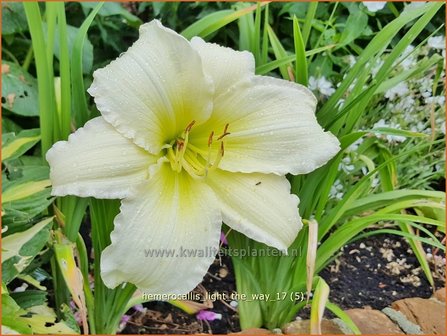 Hemerocallis &#039;Light The Way&#039; | Daglelie | Taglilie