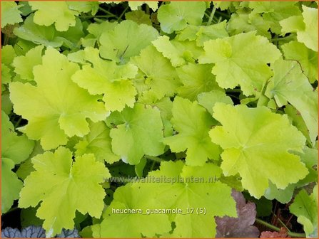 Heuchera &#039;Guacamole&#039; | Purperklokje | Purpurgl&ouml;ckchen