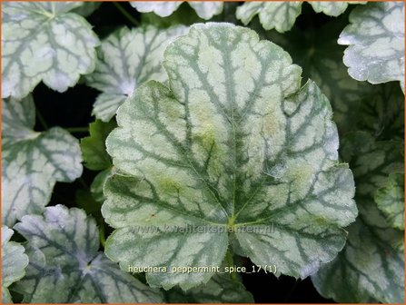 Heuchera &#039;Peppermint Spice&#039; | Purperklokje | Purpurgl&ouml;ckchen