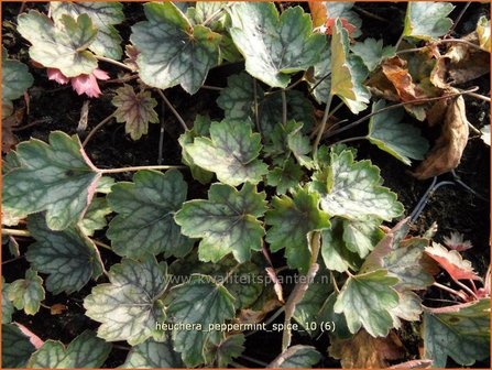 Heuchera &#039;Peppermint Spice&#039; | Purperklokje | Purpurgl&ouml;ckchen