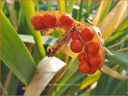 Iris foetidissima | Stinkende lis, Iris, Lis | &Uuml;belriechende Schwertlilie