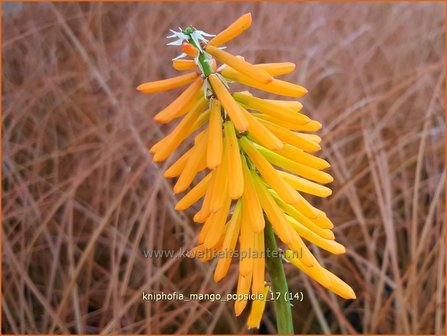 Kniphofia &#039;Mango Popsicle&#039; | Vuurpijl, Fakkellelie | Fackellilie