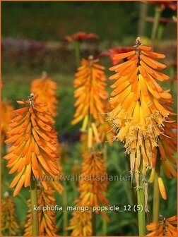 Kniphofia &#039;Mango Popsicle&#039; | Vuurpijl, Fakkellelie | Fackellilie