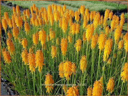 Kniphofia &#039;Mango Popsicle&#039; | Vuurpijl, Fakkellelie | Fackellilie