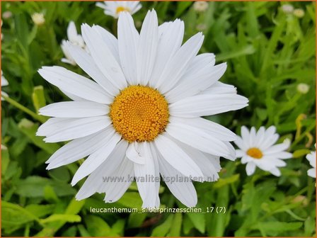 Leucanthemum &#039;Silberprinzesschen&#039; | Margriet | Grossblumige Margerite