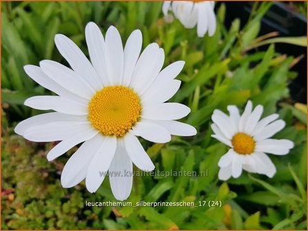 Leucanthemum &#039;Silberprinzesschen&#039; | Margriet | Grossblumige Margerite