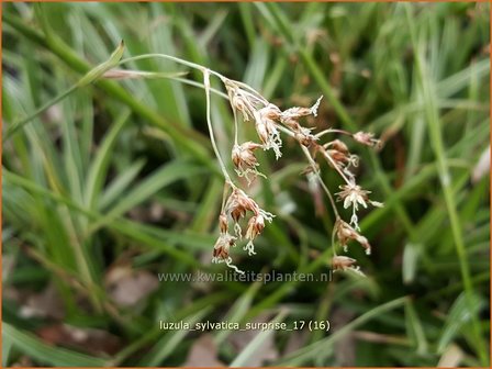 Luzula sylvatica &#039;Surprise&#039; | Grote veldbies, Veldbies | Wald-Hainsimse