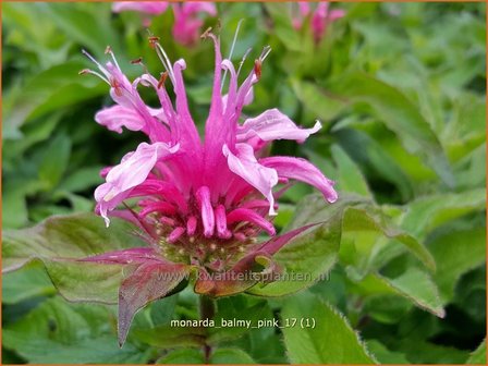 Monarda &#039;Balmy Pink&#039; | Bergamotplant, Indianennetel | Indianernessel