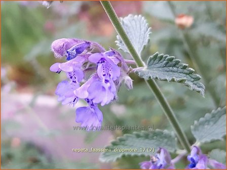 Nepeta faassenii &#039;Dropmore&#039; | Kattenkruid | Blaue Katzenminze