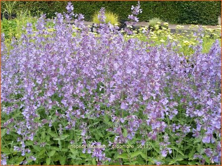 Nepeta faassenii &#039;Dropmore&#039; | Kattenkruid | Blaue Katzenminze