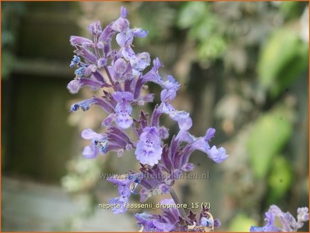 Nepeta faassenii &#039;Dropmore&#039; | Kattenkruid | Blaue Katzenminze