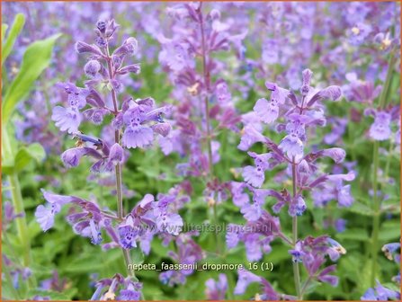 Nepeta faassenii &#039;Dropmore&#039; | Kattenkruid | Blaue Katzenminze