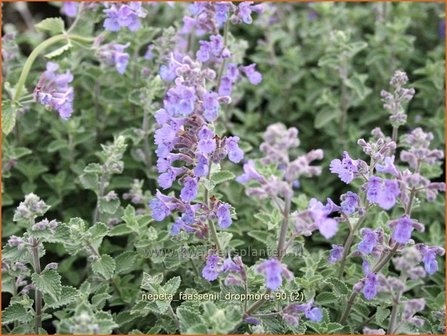 Nepeta faassenii &#039;Dropmore&#039; | Kattenkruid | Blaue Katzenminze