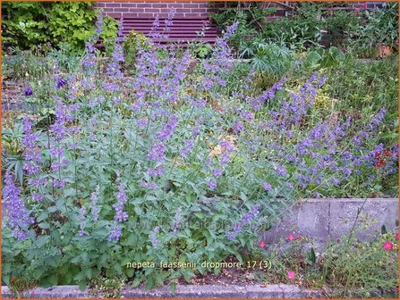 Nepeta faassenii &#039;Dropmore&#039; | Kattenkruid | Blaue Katzenminze