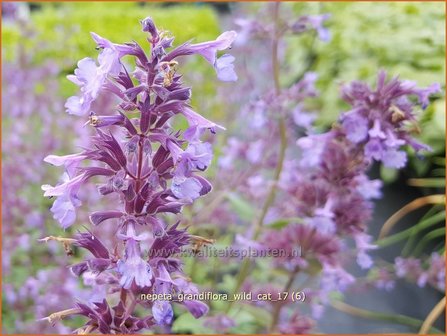 Nepeta grandiflora &#039;Wild Cat&#039; | Kattenkruid | Gro&szlig;bl&uuml;tige Katzenminze