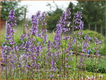 Nepeta grandiflora &#039;Wild Cat&#039; | Kattenkruid | Gro&szlig;bl&uuml;tige Katzenminze