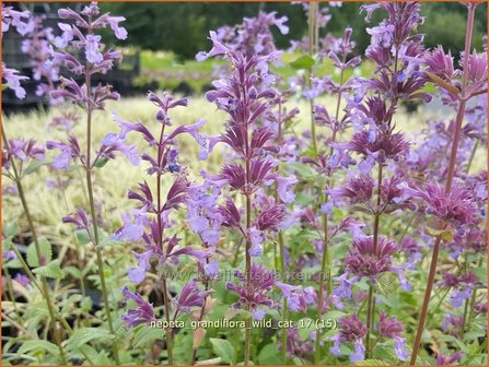 Nepeta grandiflora &#039;Wild Cat&#039; | Kattenkruid | Gro&szlig;bl&uuml;tige Katzenminze