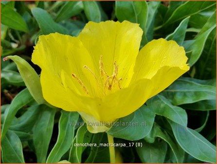 Oenothera macrocarpa | Teunisbloem | Missouri-Nachtkerze