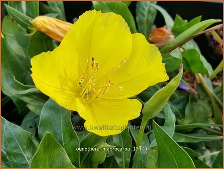 Oenothera macrocarpa | Teunisbloem | Missouri-Nachtkerze