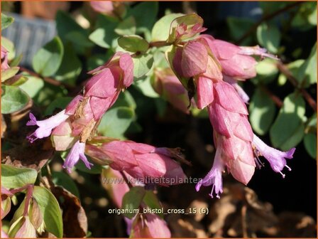 Origanum &#039;Bristol Cross&#039; | Hopmarjolein, Majoraan, Marjolein | Rundbl&auml;ttriger Dost