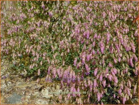 Origanum &#039;Bristol Cross&#039; | Hopmarjolein, Majoraan, Marjolein | Rundbl&auml;ttriger Dost