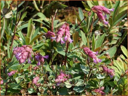 Origanum &#039;Bristol Cross&#039; | Hopmarjolein, Majoraan, Marjolein | Rundbl&auml;ttriger Dost