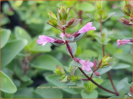 Origanum laevigatum &#039;Aromaticum&#039; | Marjolein, Majoraan | Glatter Dost