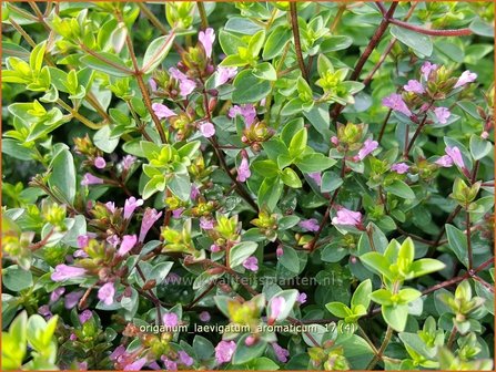 Origanum laevigatum &#039;Aromaticum&#039; | Marjolein, Majoraan | Glatter Dost