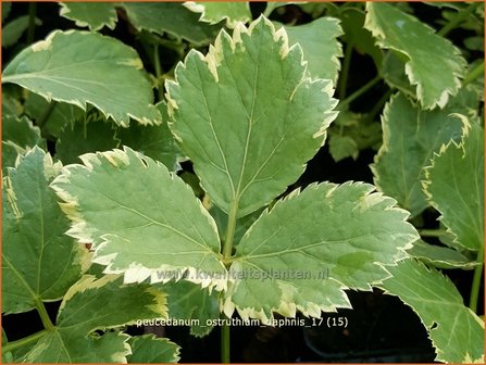 Peucedanum ostruthium &#039;Daphnis&#039; | Meesterwortel, Varkenskervel | Haarstrang