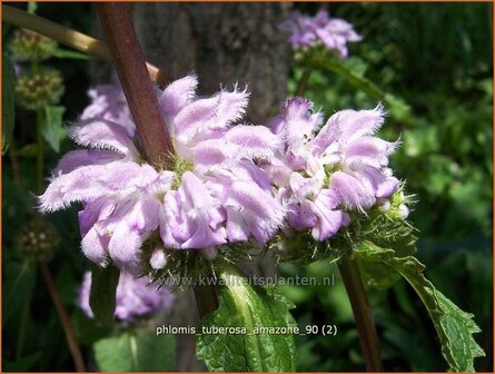 &quot;Phlomis tuberosa &#039;Amazone&#039; | Brandkruid | Knollen-Brandkraut &quot;